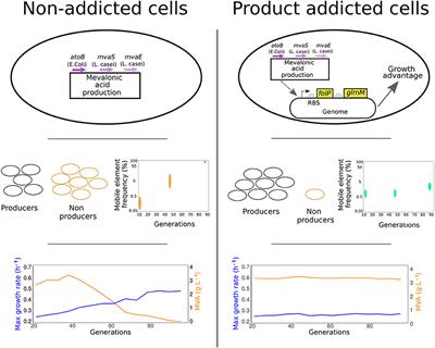 Commentary: Synthetic Addiction Extends the Productive Life Time of Engineered Escherichia coli Populations